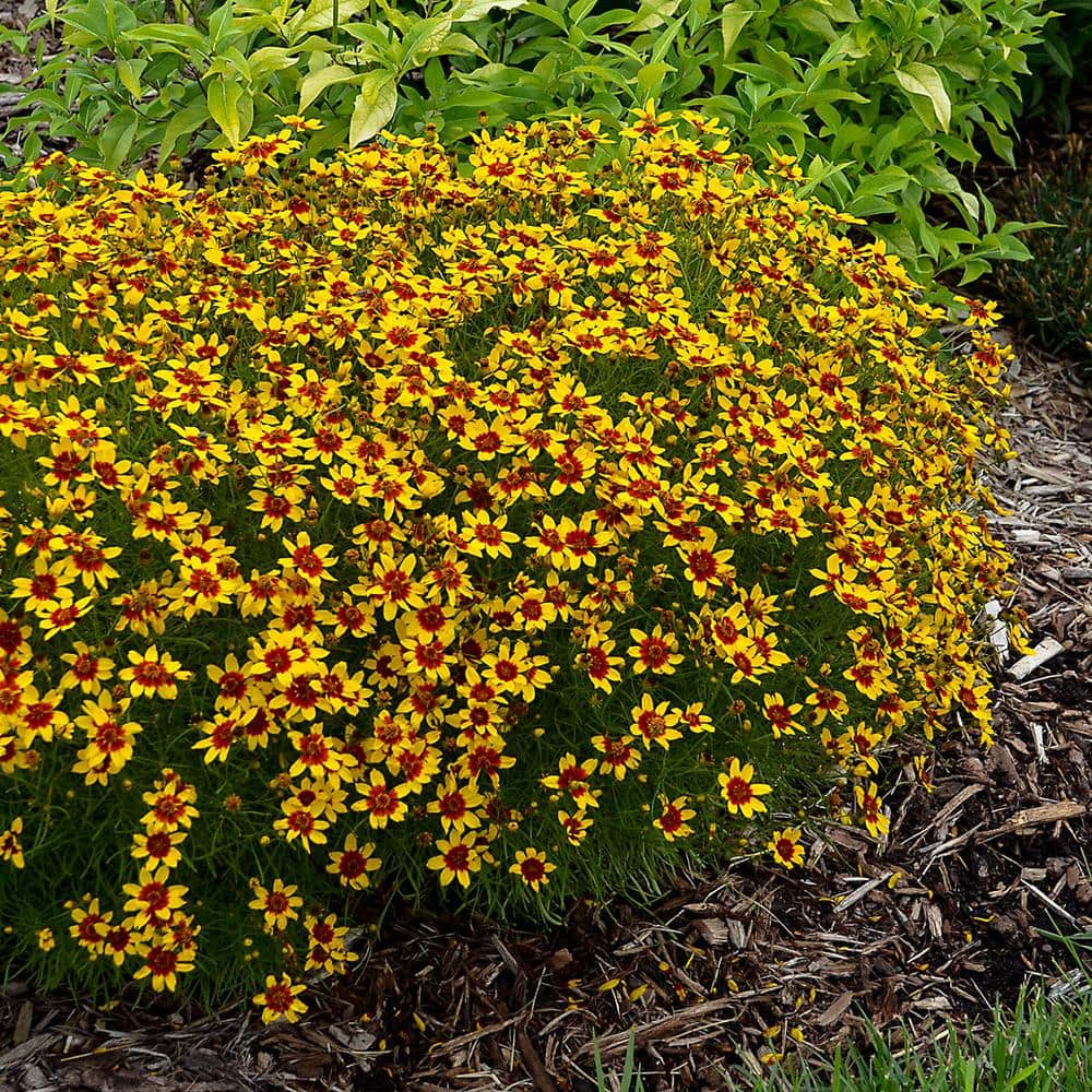 1 Gal. Pot, Sunfire Tickseed Coreopsis Flowering Potted Perennial Plant (1-Pack) - Hercitys