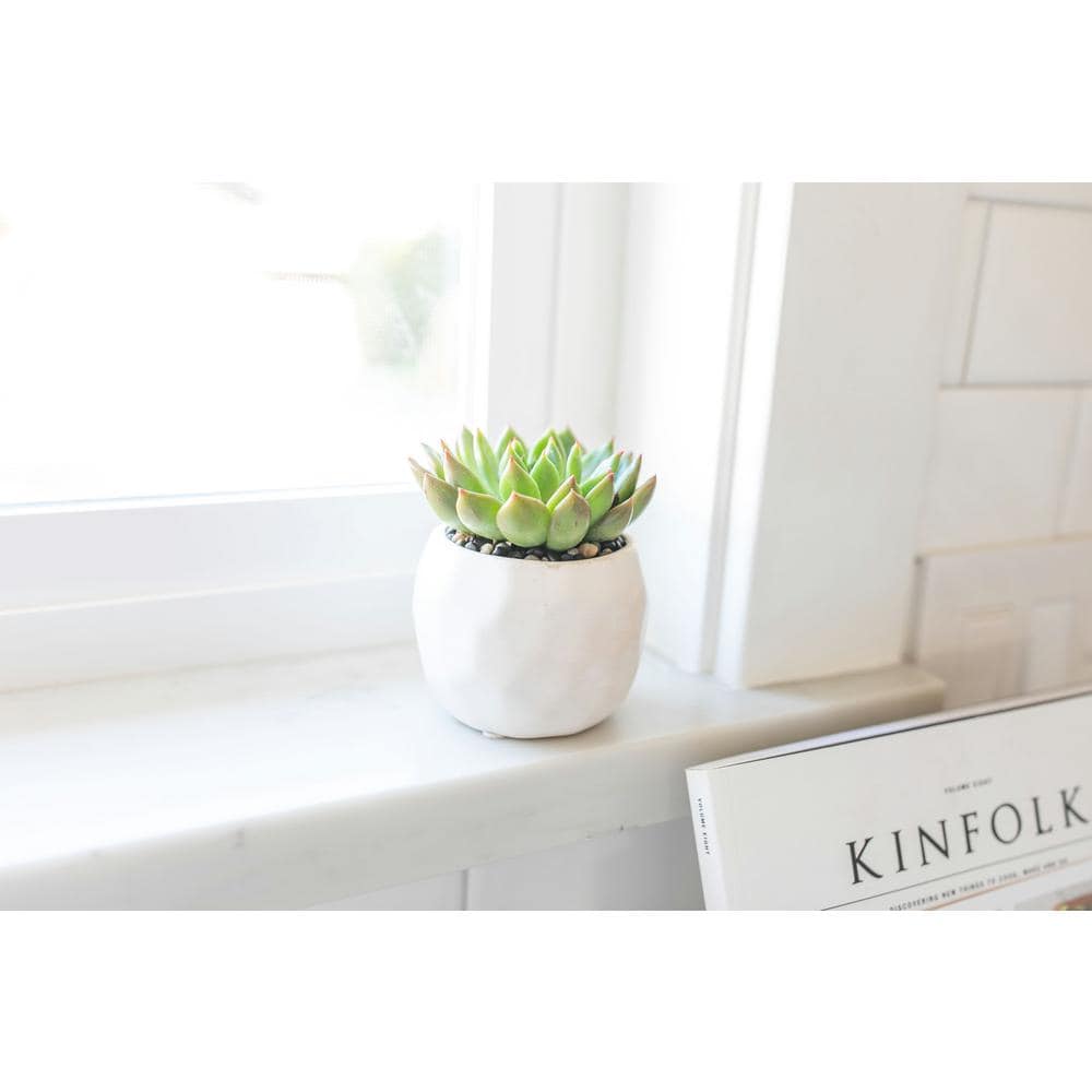 2.5 in. Assorted Succulent Set in White Geometric Pot (Pack of 2) - Hercitys