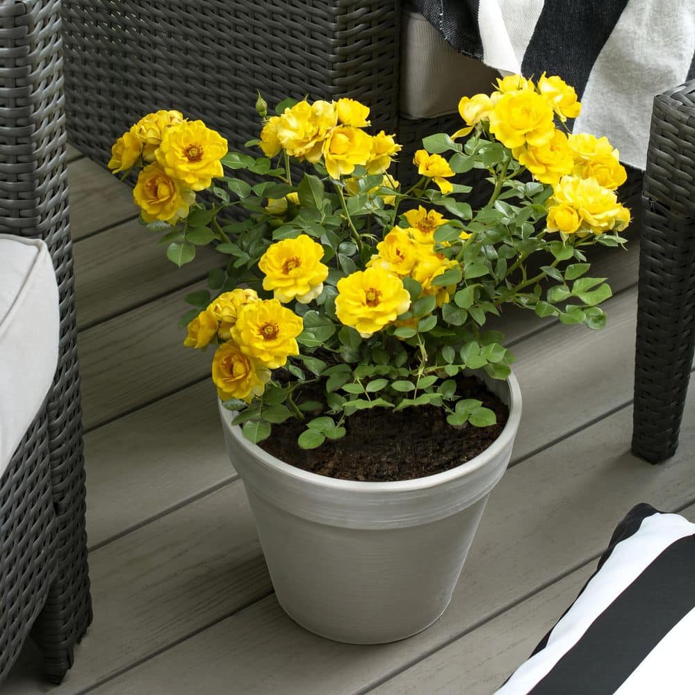 1 Qt. Sunblaze Yellow Mini Rose Bush with Yellow Flowers (3-Pack) - Hercitys