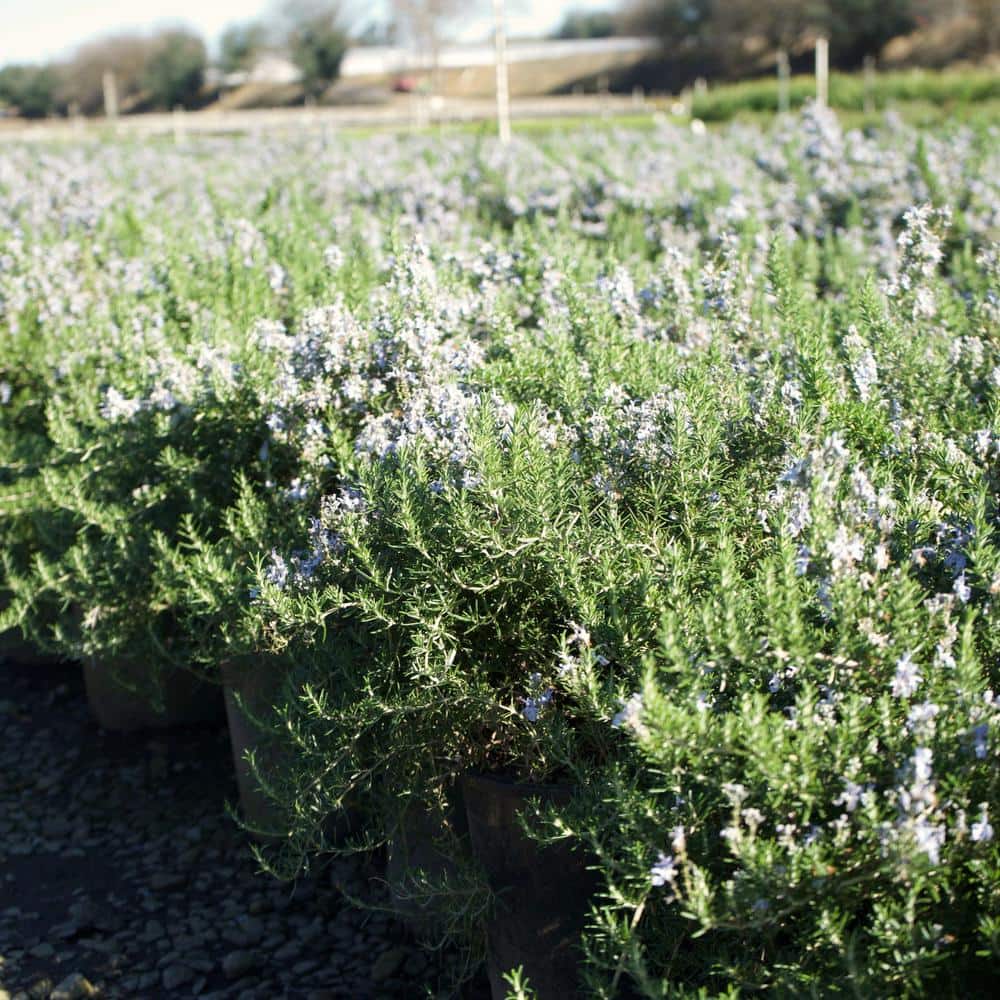 #5 container Creeping Rosemary Plant - Hercitys