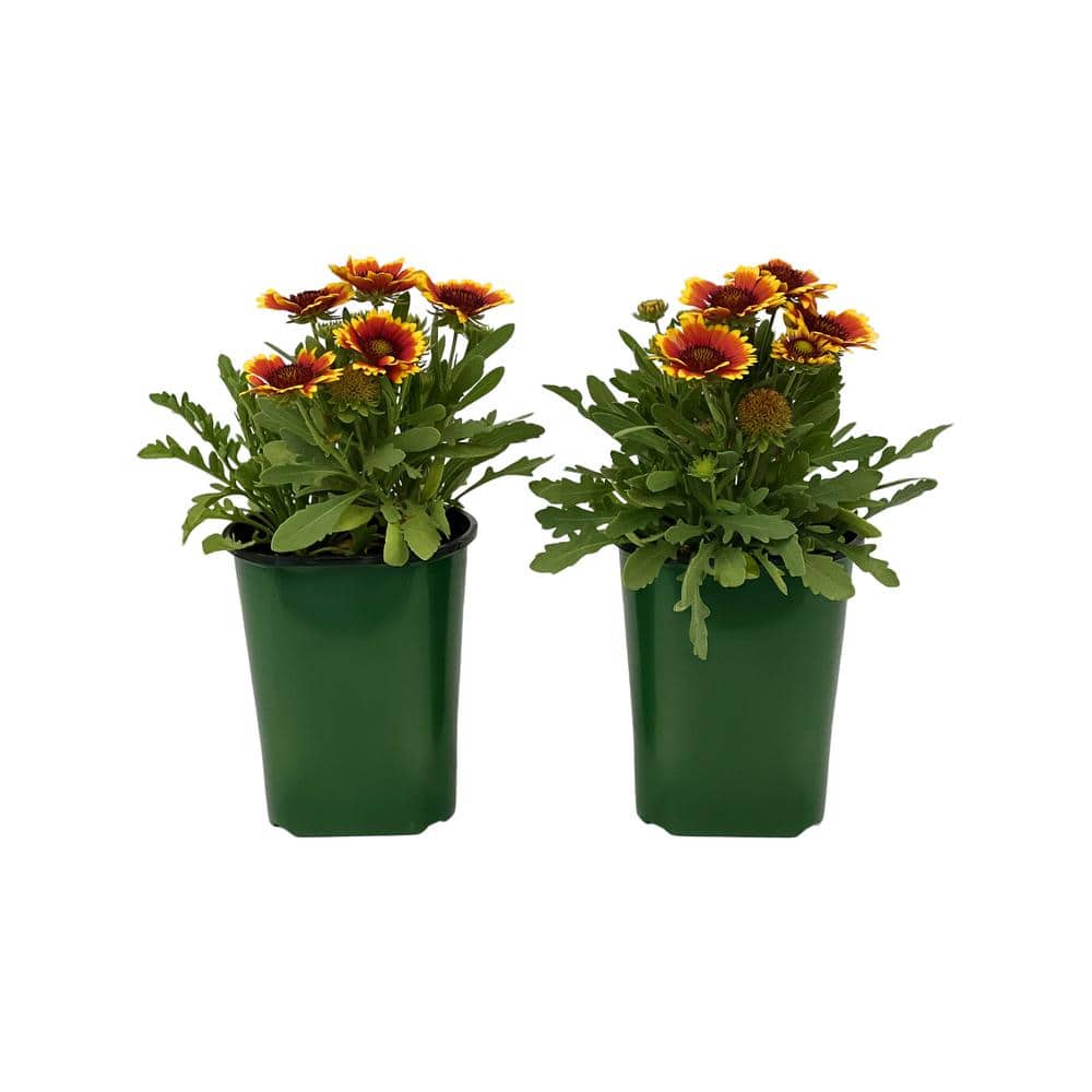 2.5 qt. Gaillardia Starburst Plant in Grower’s Pot (2-Packs) - Hercitys
