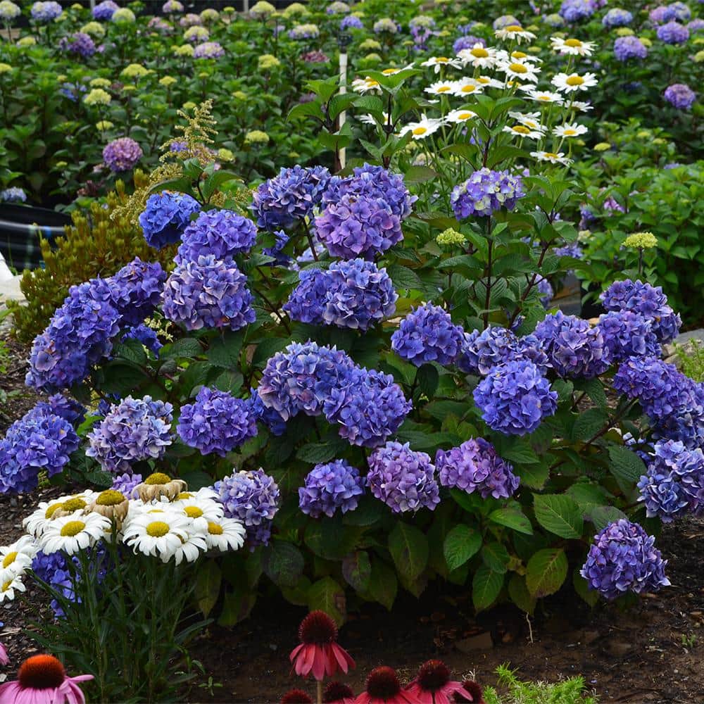 1 Gal. Bloomstruck Reblooming Hydrangea Shrub with Pink and Purple Flowers (2-Pack) - Hercitys