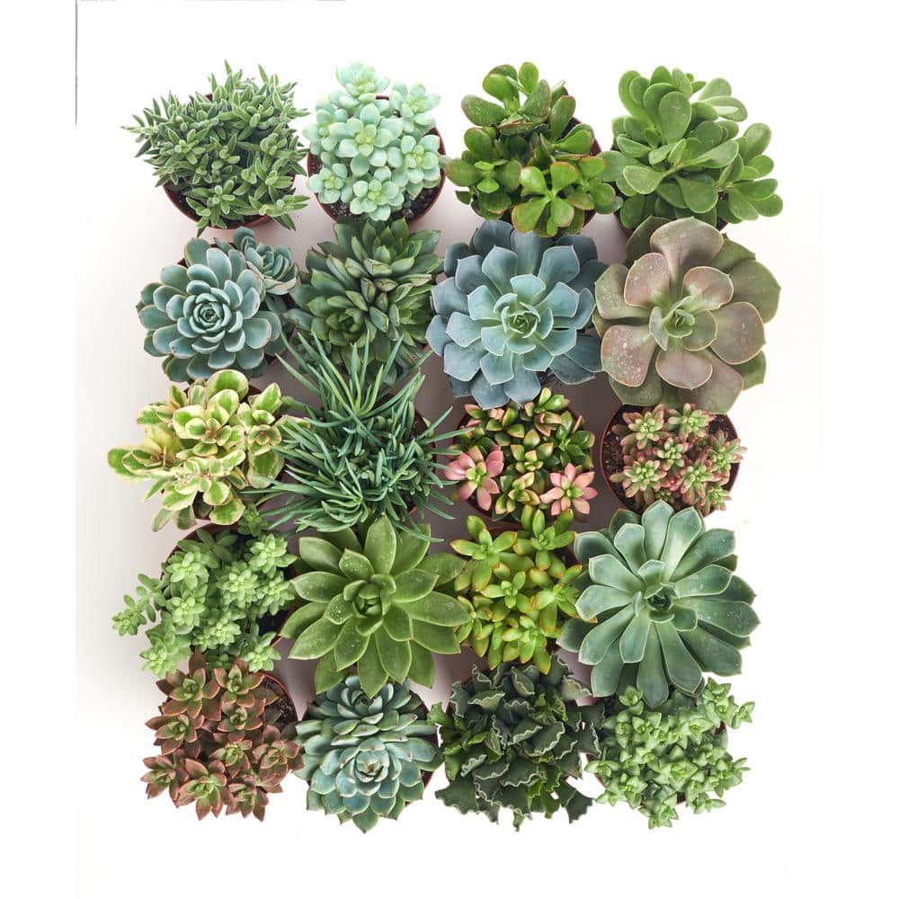 4 in. Assorted Succulent Collection Succulent (Collection of 40) - Hercitys