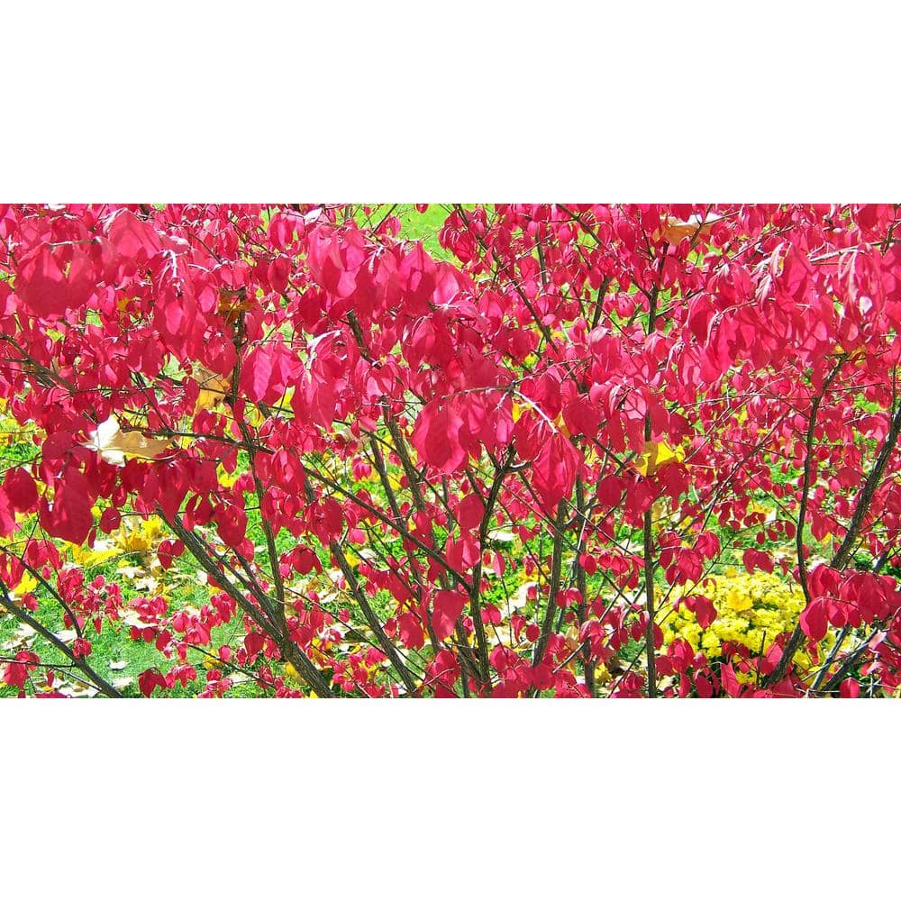1 Gal. Dwarf Burning Bush Shrub (2-Pack) - Hercitys