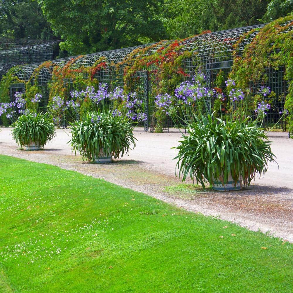 1 gal. Agapanthus Plant with Purple Flowers - Hercitys