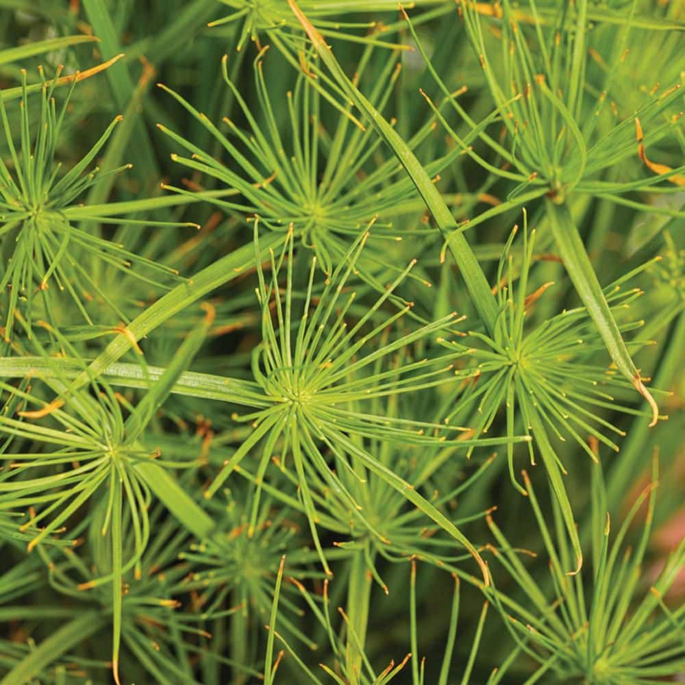 4.5 in. Qt. Graceful Grasses Queen Tut Dwarf Papyrus (Cyperus Prolifer) Live Annual Plant with Green Foliage - Hercitys