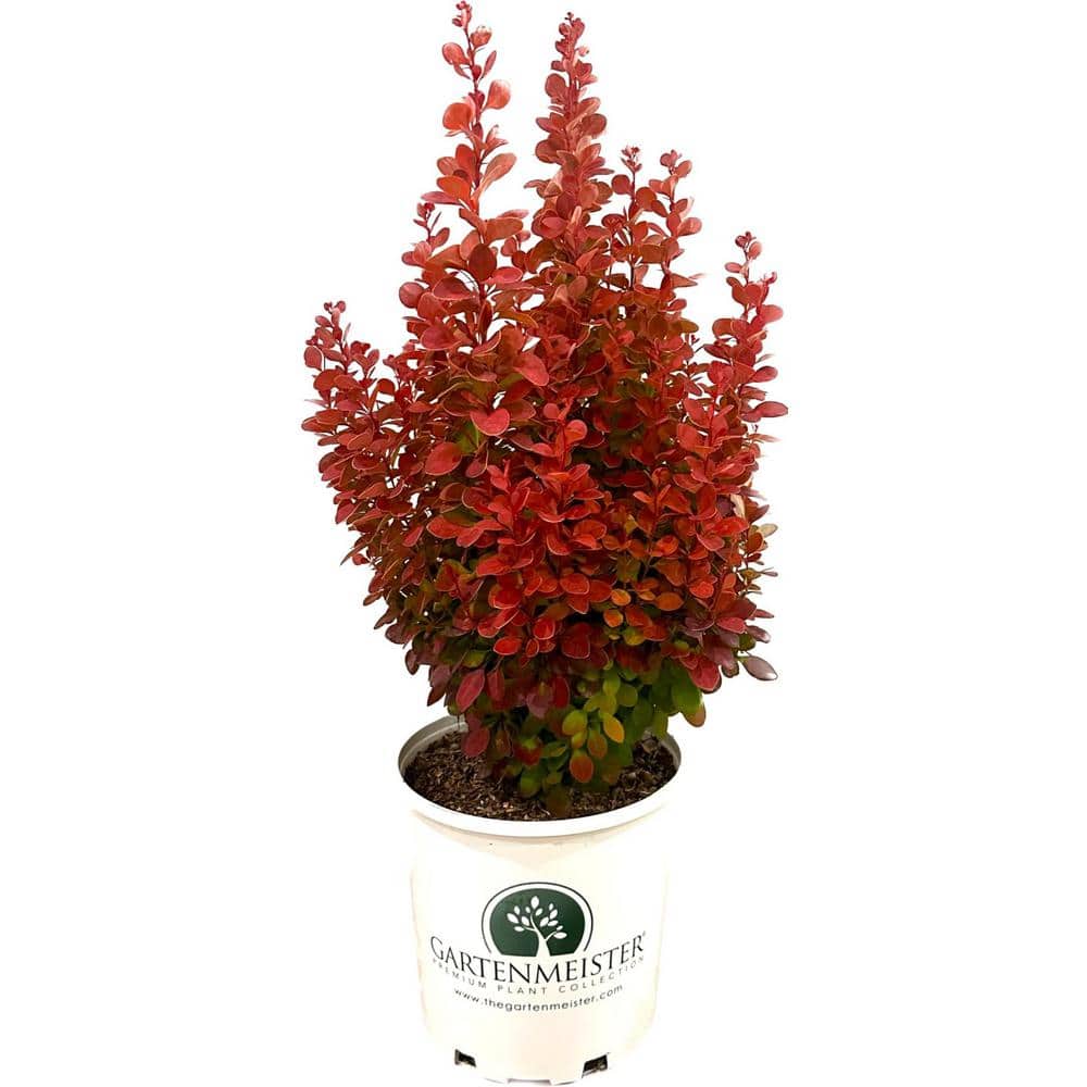 2.0 Gal. Barberry ‘Orange Rocket’ Berberis t. ‘Orange Rocket’ Shrub with Bright Orange Foliage - Hercitys