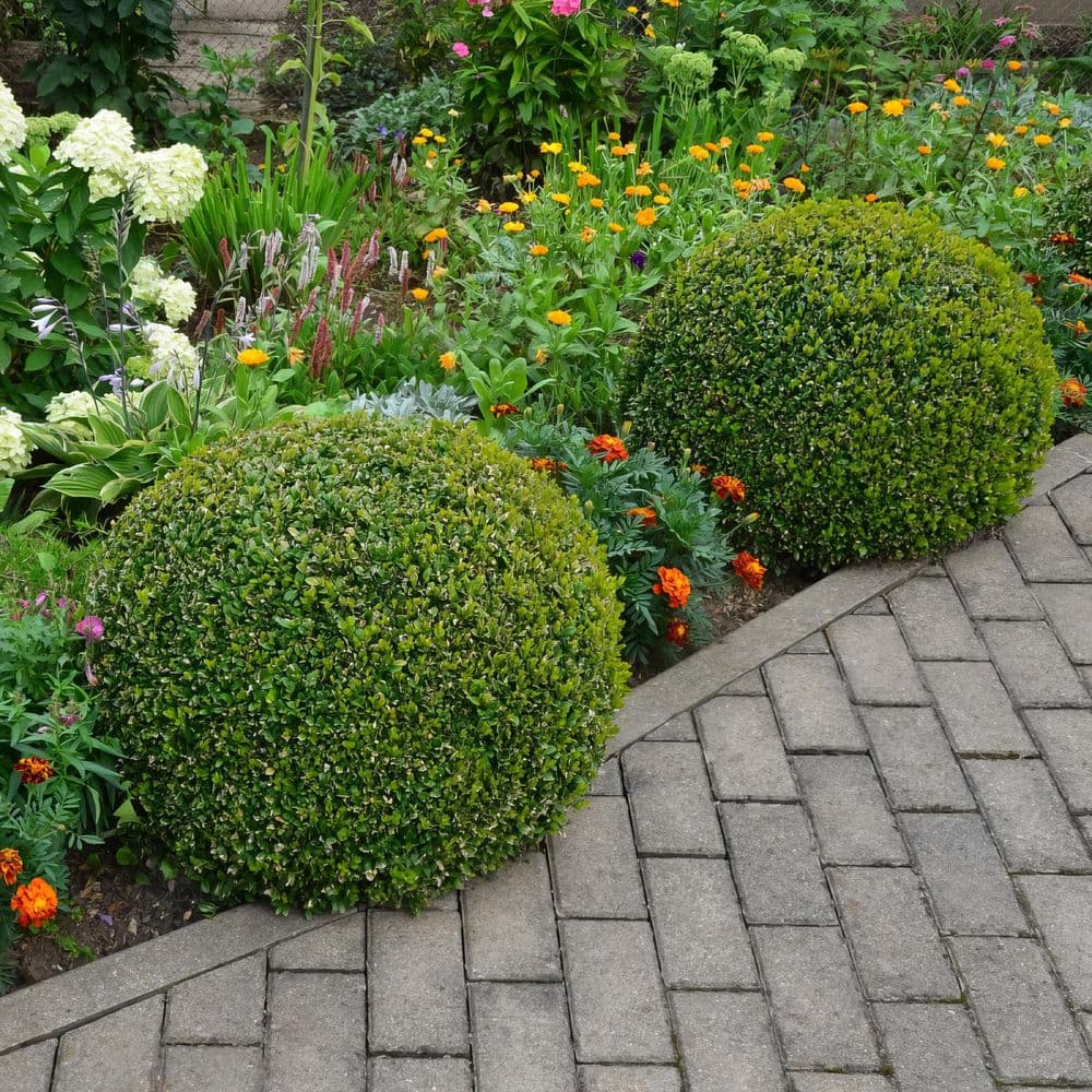 1 Gal. Boxwood Wintergreen Shrub (8-Pack) - Hercitys