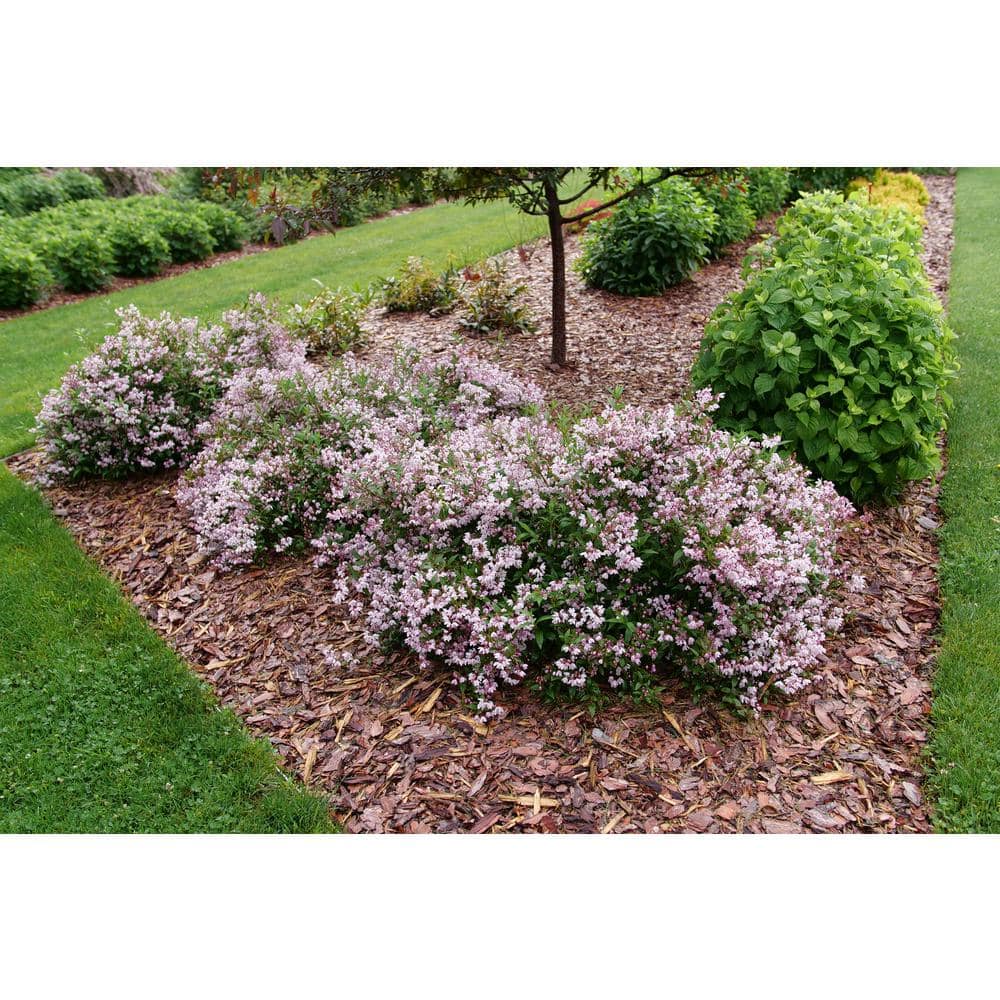 1 Gal. Yuki Kabuki Deutzia (Deutzia x) Live Flowering Shrub with Pink and White Flowers - Hercitys