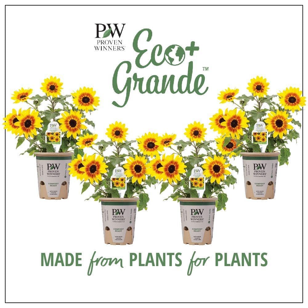 4.25 in. Eco+Grande Suncredible Saturn Sunflower (Helianthus) Live Plant, Yellow Flowers (4-Pack) - Hercitys