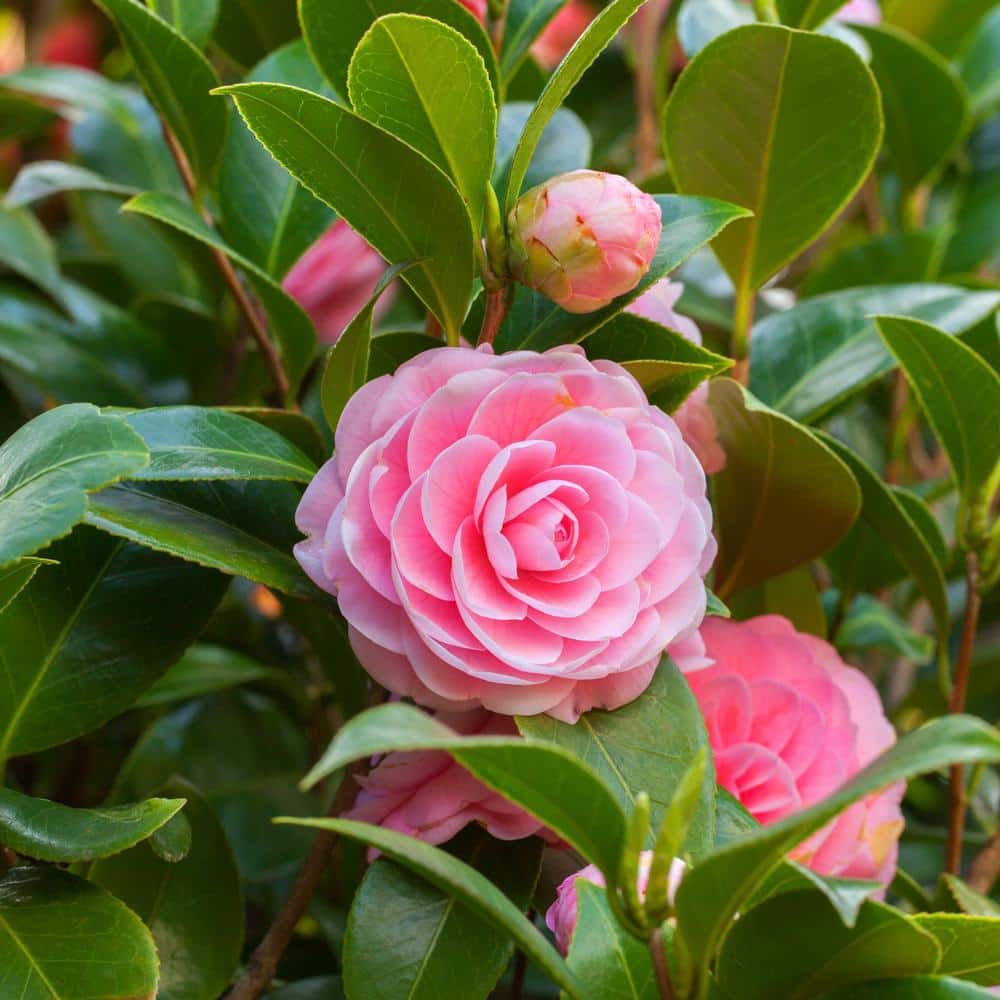 3 Gal. Camellia Shi Shi Shrub with Pink Flowers - Hercitys