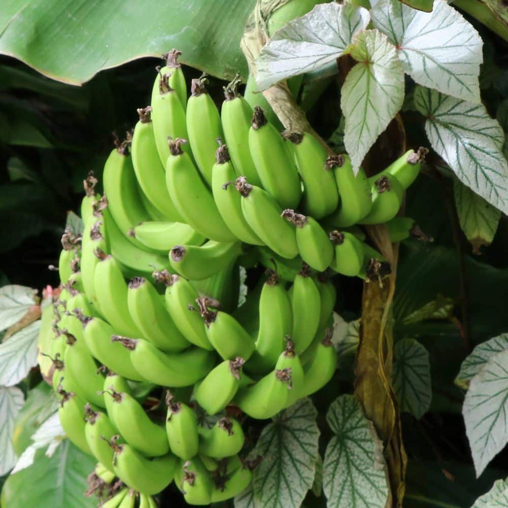 1 gal. Banana Dwarf Cavendish Perennial Plant - Hercitys