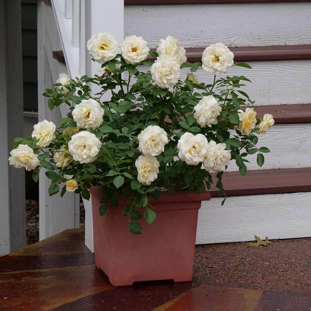 1 Gal, Reminiscent Crema Rose (Rosa), Live Plant, Shrub, White Flowers - Hercitys