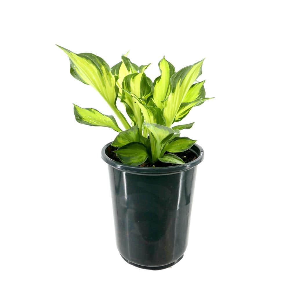 2.5 qt. Perennial Hosta Colored Hulk - Hercitys
