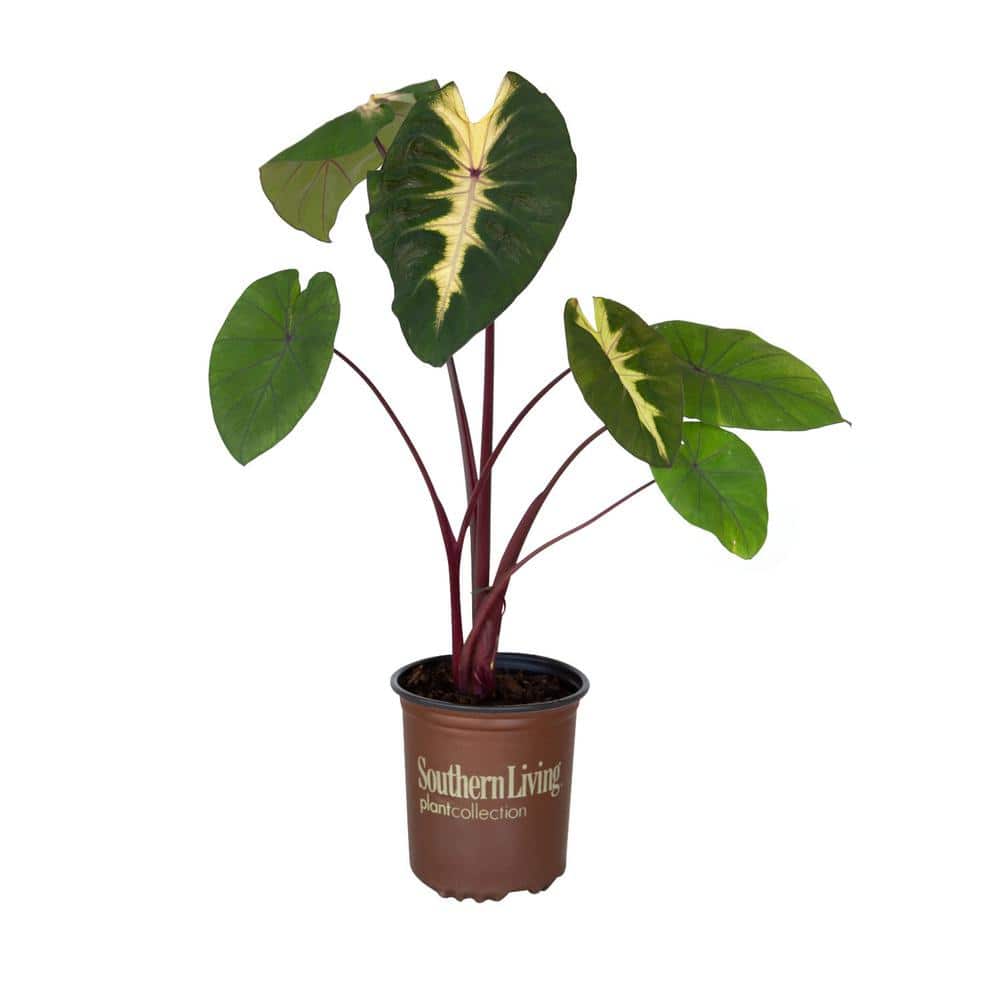 2.5 Qt. Royal Hawaiian ‘Waikiki’ Colocasia Plant (Elephant Ear) with Green, Pink and White Variegated Foliage - Hercitys
