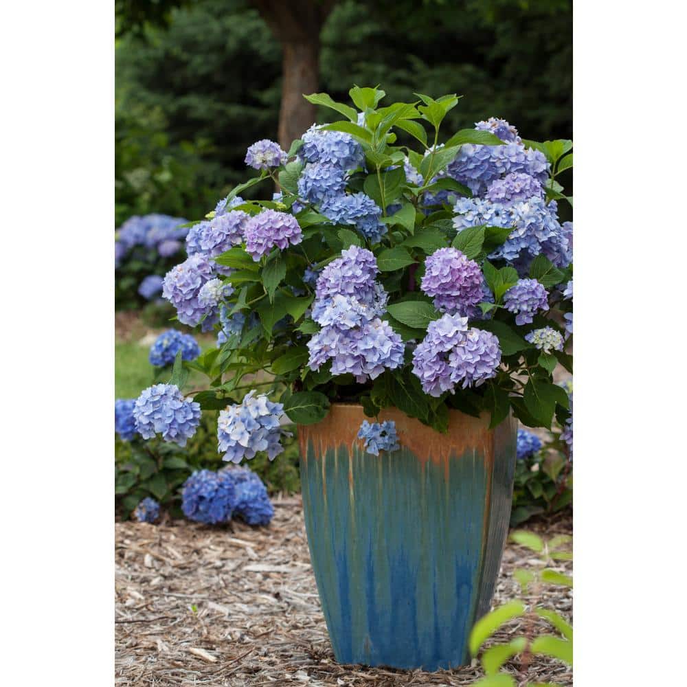#3 Container Endless Summer Hydrangea Flowering Shrub Single Plant - Hercitys