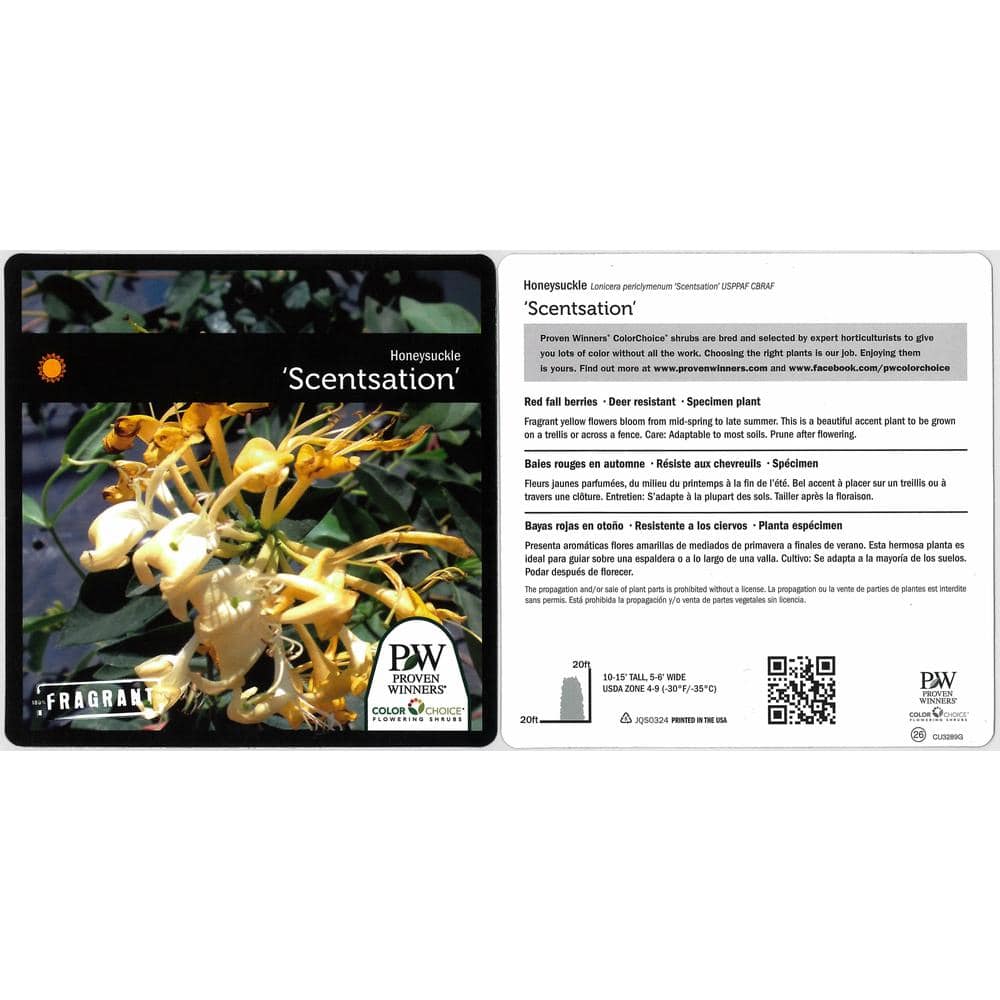 1 Gal. Scentsation Honeysuckle (Lonicera) Live Vine Shrub with Yellow Flowers and Red Berries - Hercitys