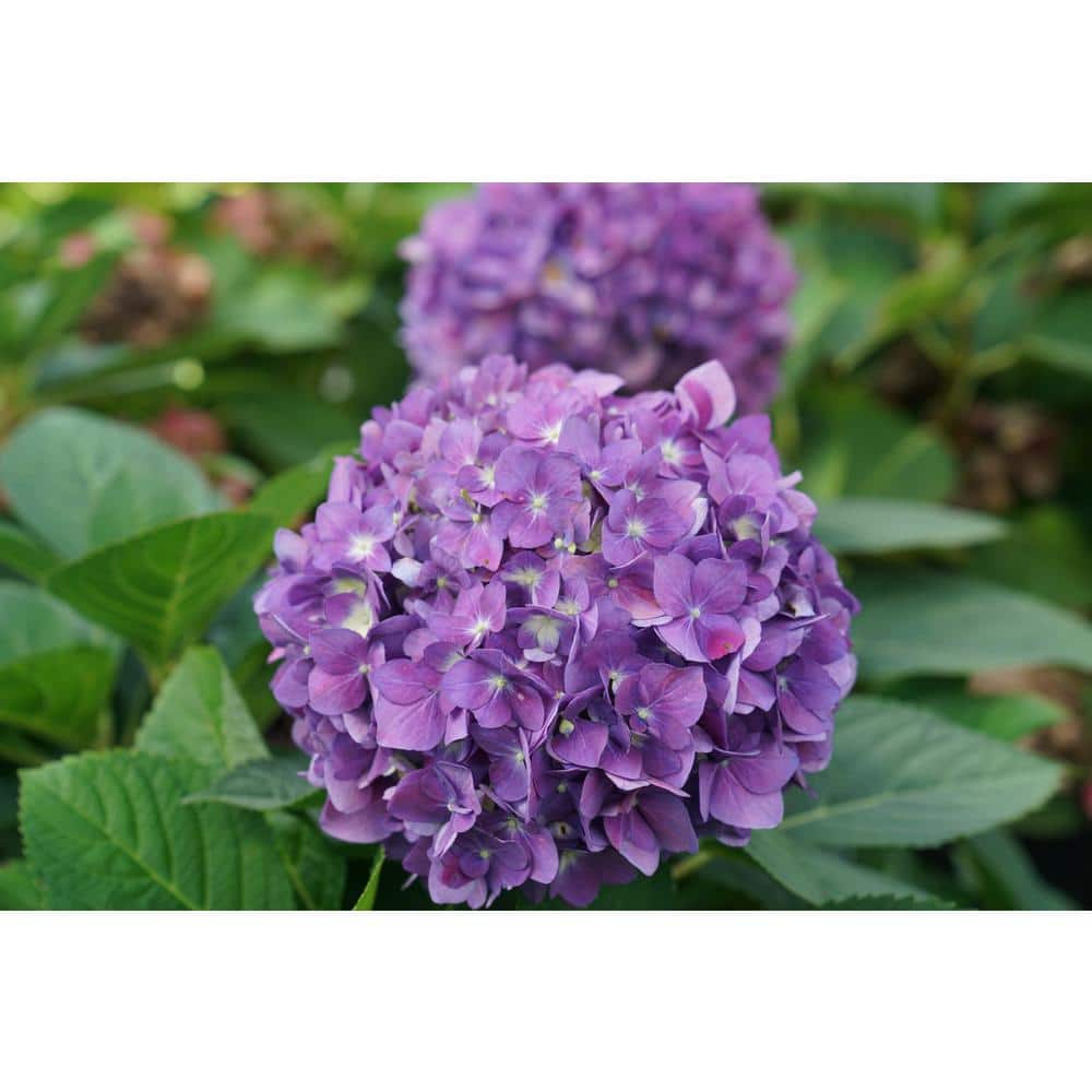 4.5 in. Qt. Let’s Dance Arriba Reblooming Hydrangea (Macrophylla) Live Plant, Shrub, Pink or Blue Flowers - Hercitys