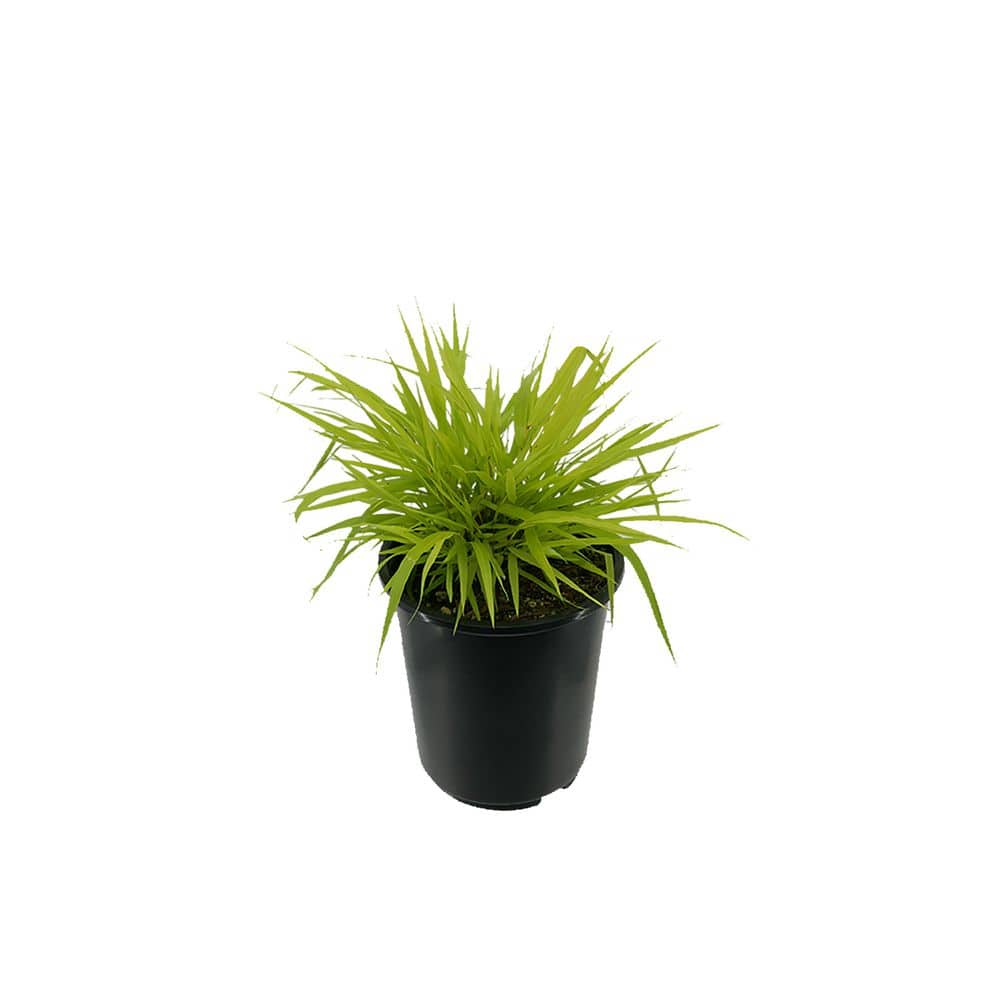 2.5 qt. Perennial Grass Hakonechloa m. Aureola (2-Pack) - Hercitys
