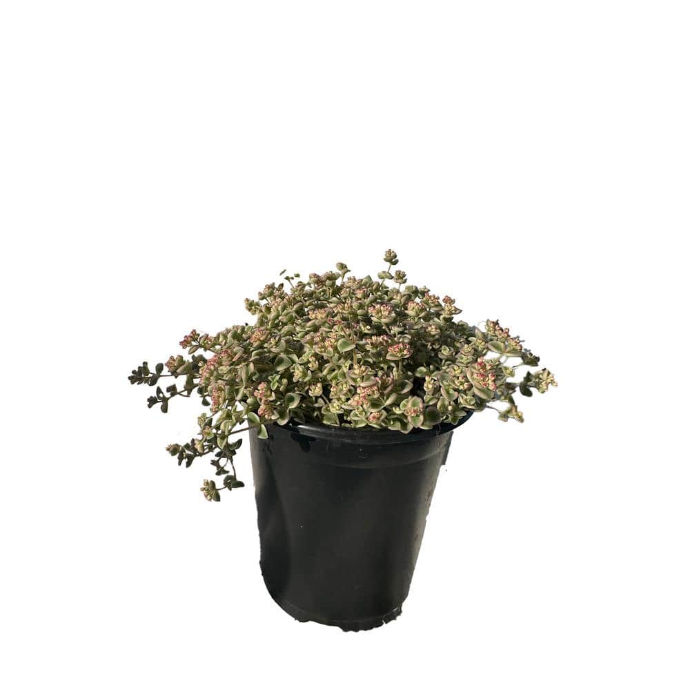 5-Piece Non-Fragrant Live Variegated Sedum Little Missy Planter Pet-Safe - Hercitys
