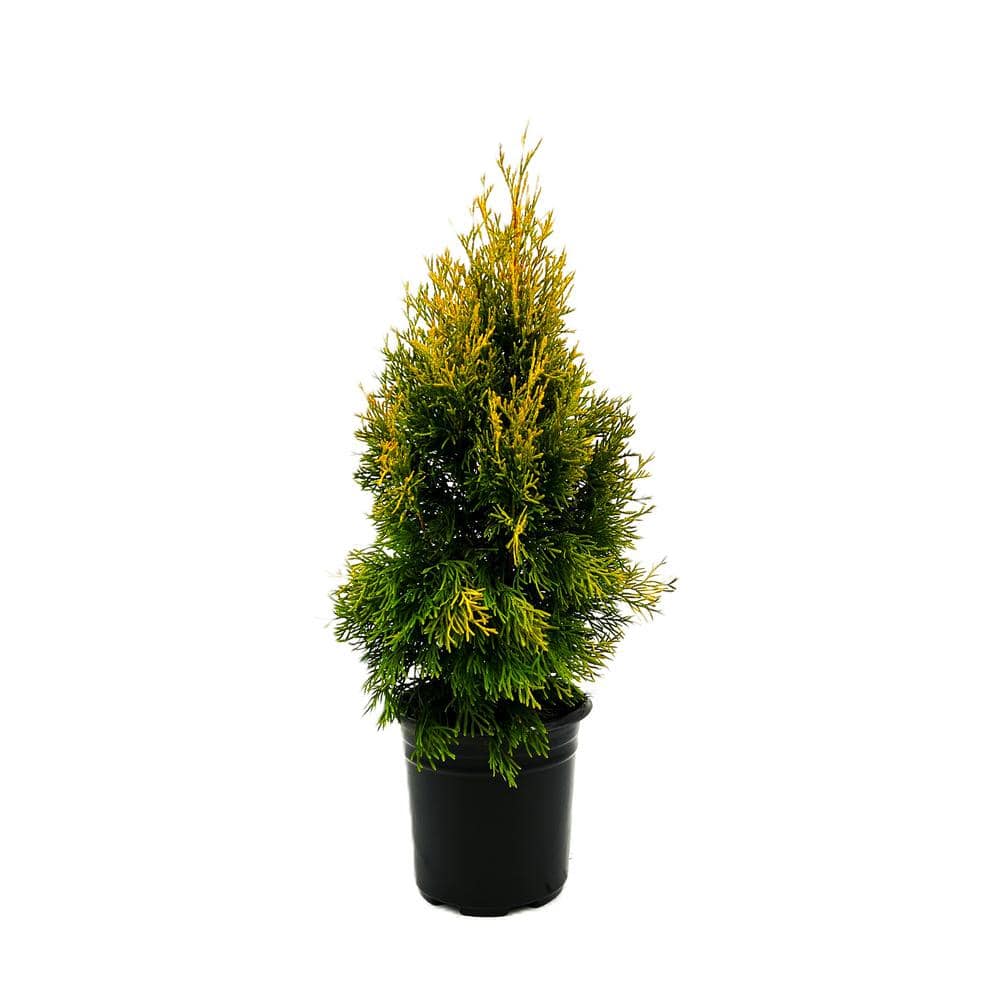 2.5 Qt. Janed Gold Arborvitae Evergreen Shrub With Bright Yellow Foliage (1 each #1 Pot) - Hercitys