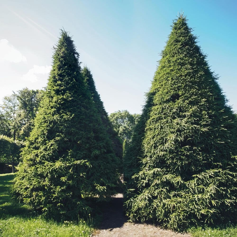 1 gal. Arborvitae Green Giant Shrub - Hercitys