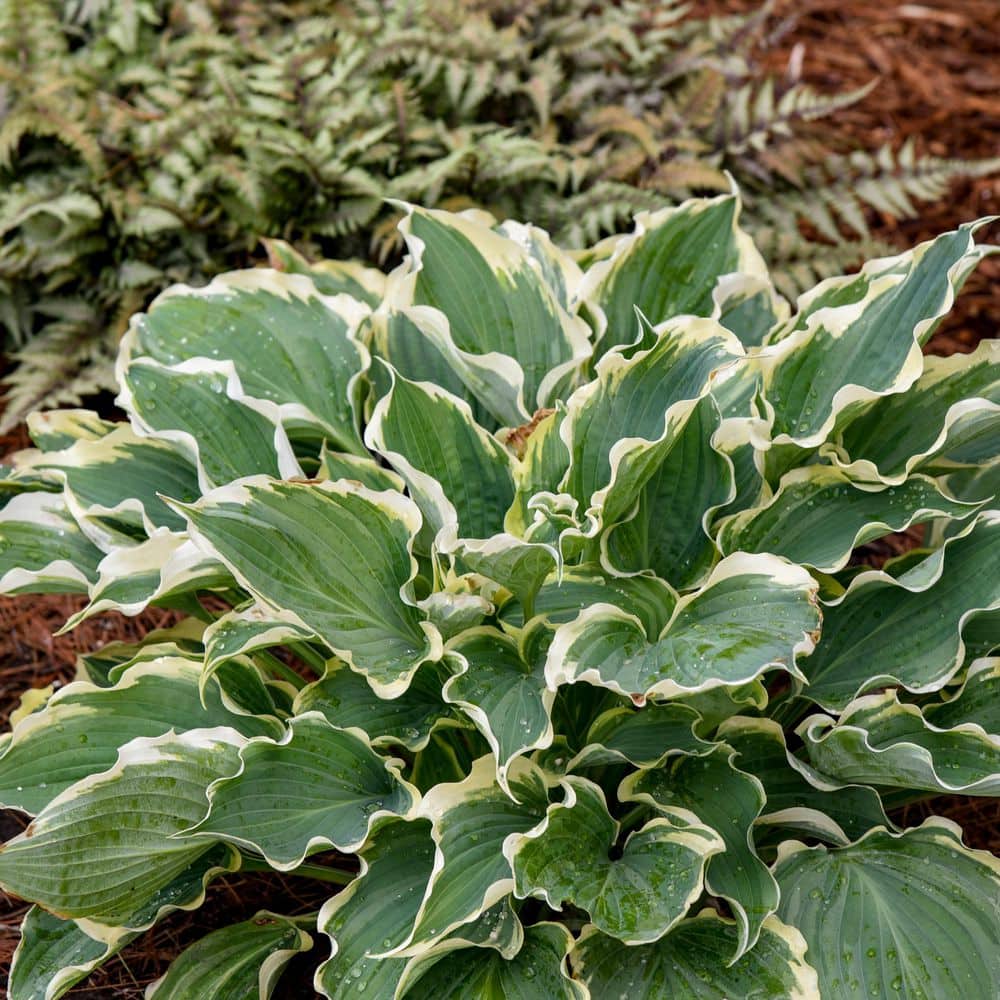 0.65 Gal. Shadowland Hope Springs Eternal Hosta (Hosta Hybrid) Live Perennial Plant with Blue and White Foliage - Hercitys