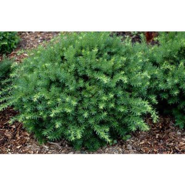 1 Gal. Dense Spreading Yew Shrub this Classic Massive Shrub can Now be Used as a Small Specimen Plant - Hercitys