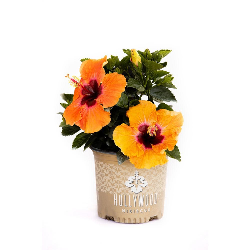 1 Gal. Hollywood Disco Diva Orange and Fuchsia Flower Annual Hibiscus Plant - Hercitys