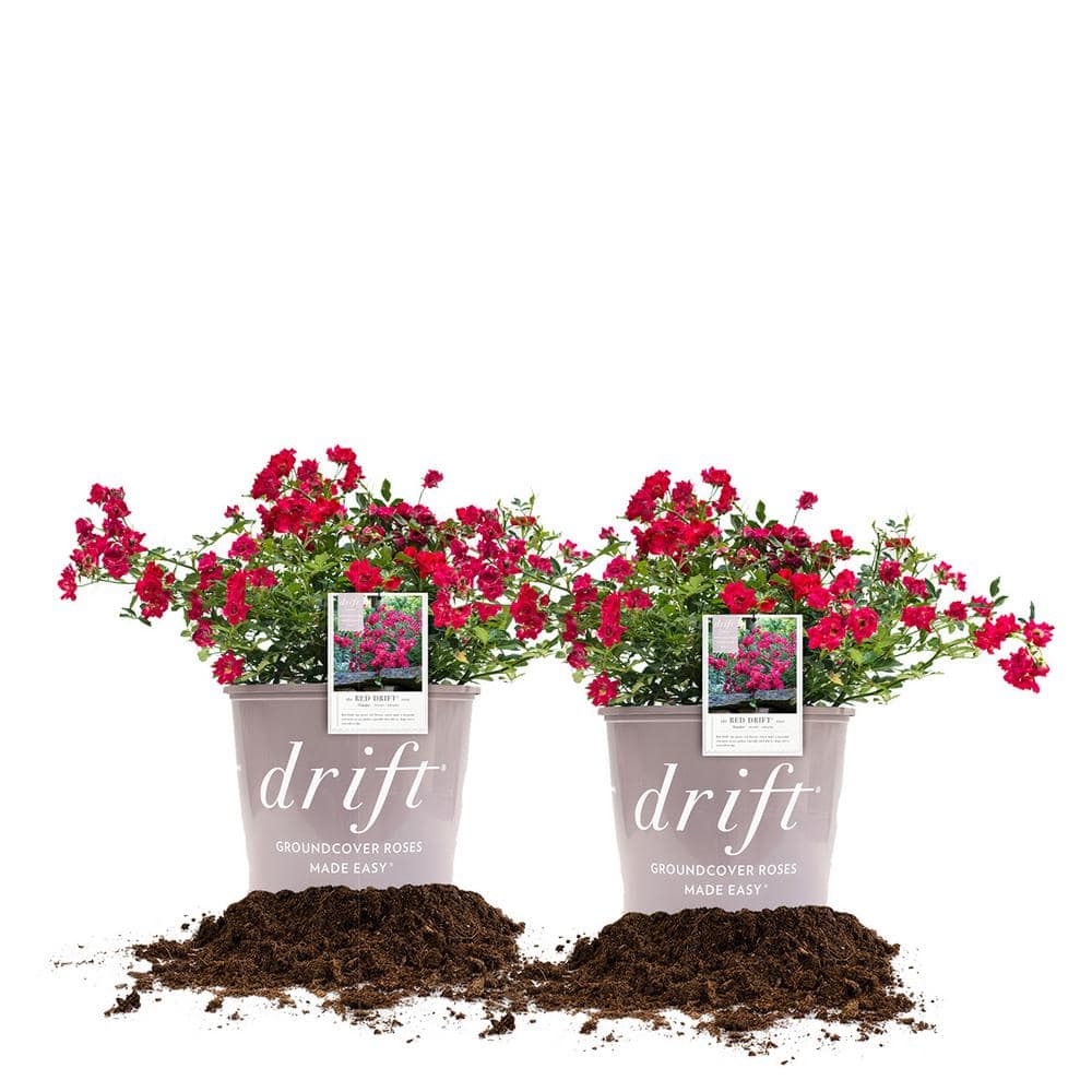 1 Gal. Red Drift Rose Bush with Red Flowers (2-Pack) - Hercitys