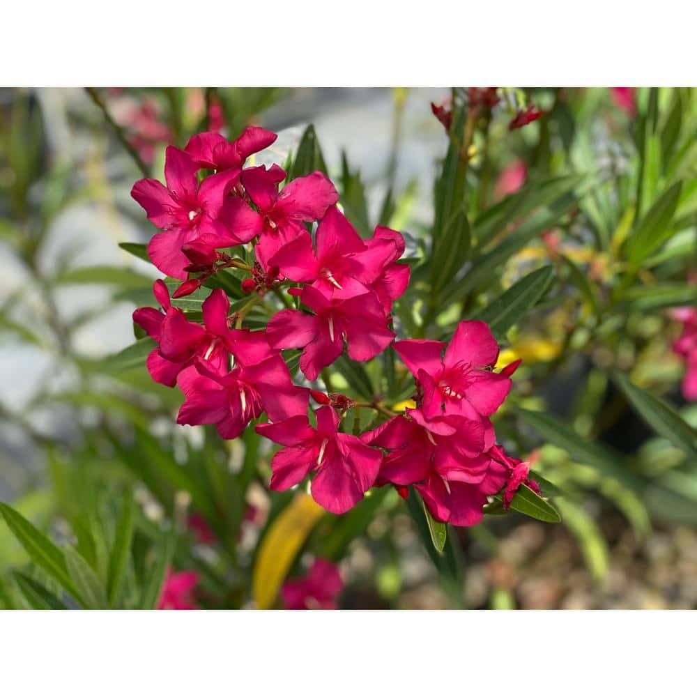 1 Gal. Austin Pretty Limits Oleander (Nerium) Live Plant, Shrub, Pink Flowers - Hercitys
