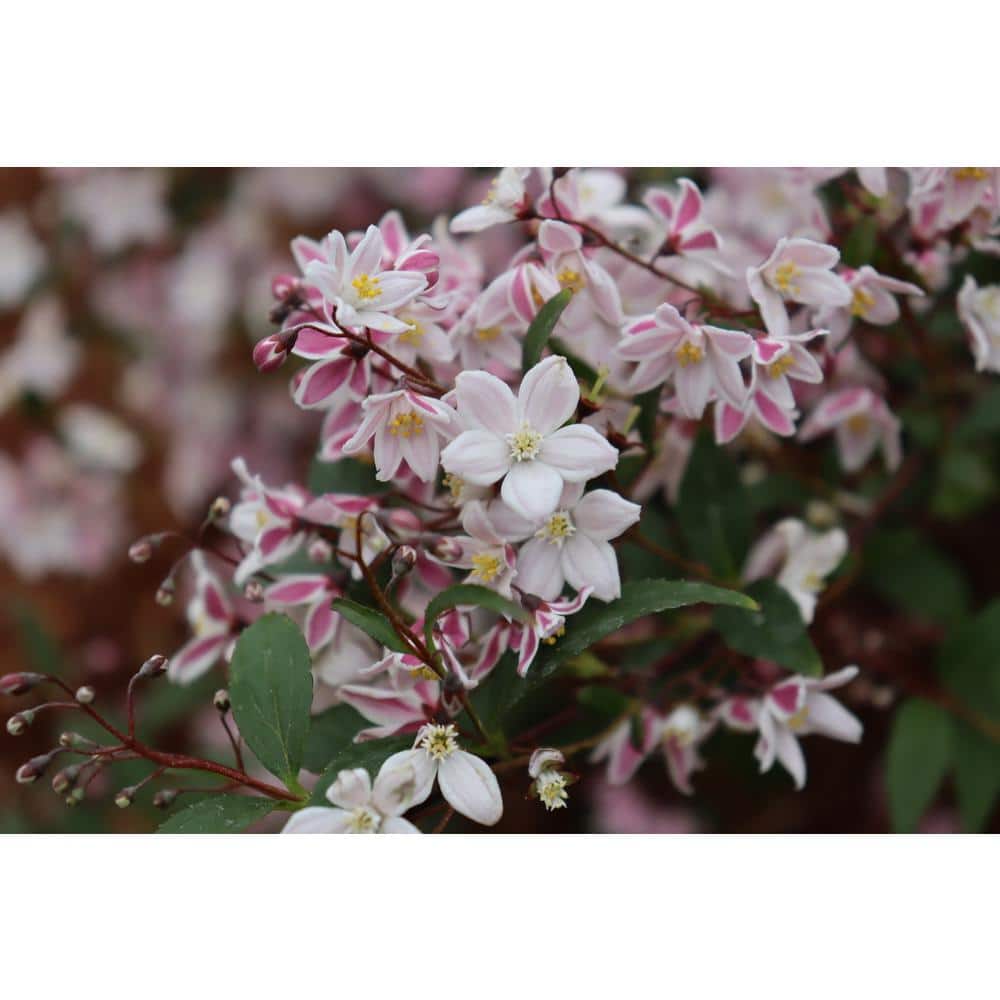 1 Gal. Yuki Kabuki Deutzia (Deutzia x) Live Flowering Shrub with Pink and White Flowers - Hercitys