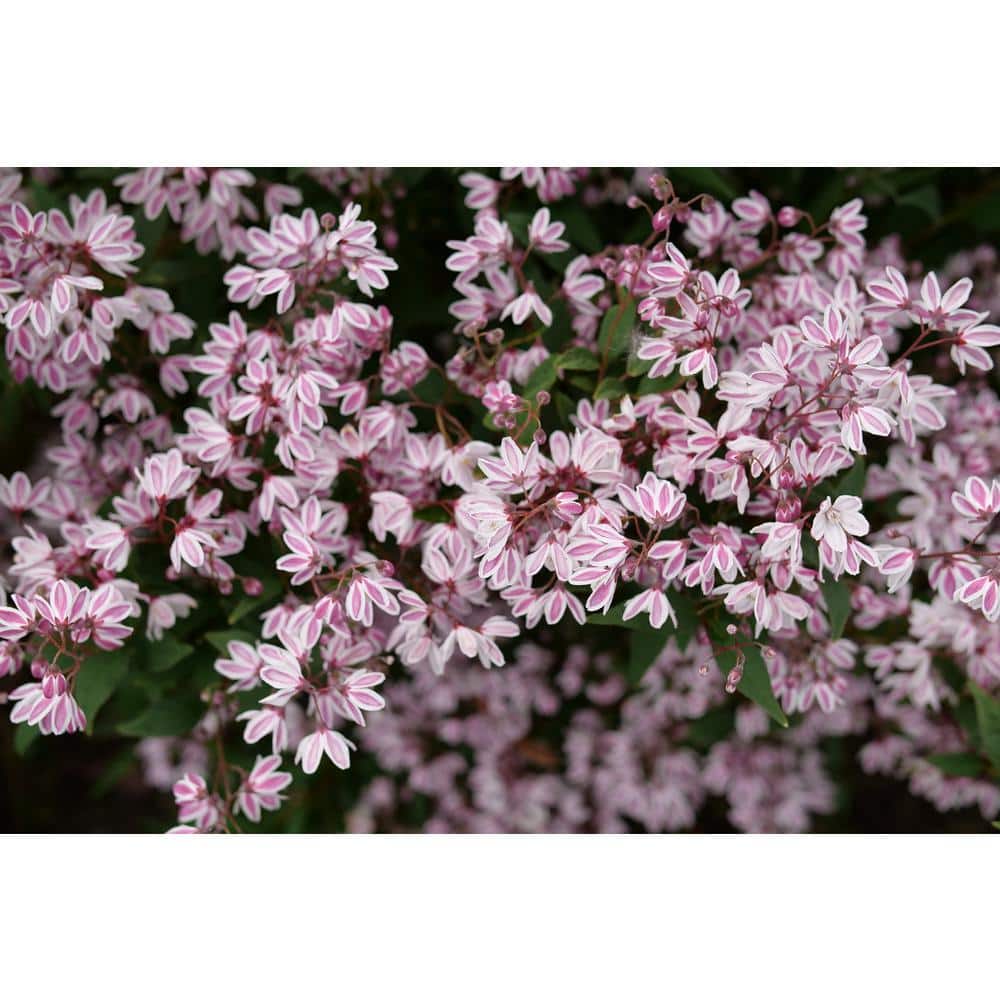 1 Gal. Yuki Kabuki Deutzia (Deutzia x) Live Flowering Shrub with Pink and White Flowers - Hercitys