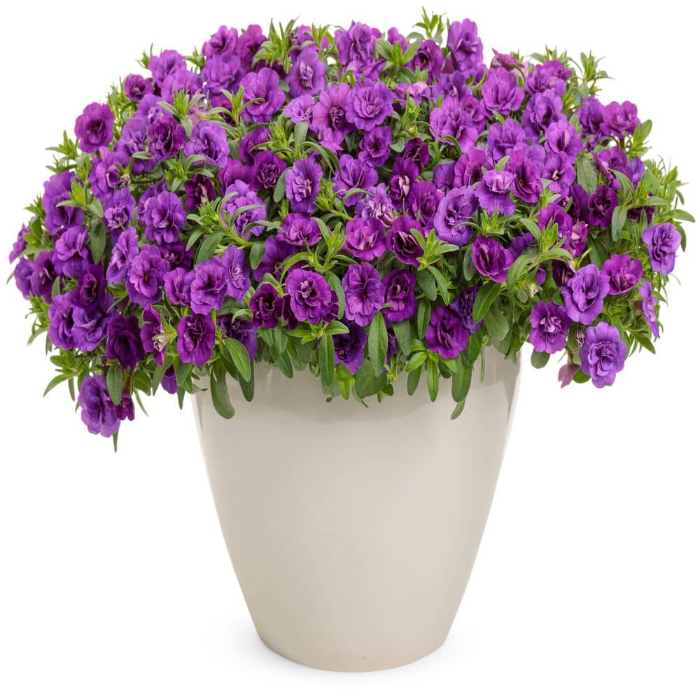 4.25 in. Eco+ Grande Superbells Double Blue (Calibrachoa hybrid) Live Annual Plant with Blue Flowers 4-Pack - Hercitys