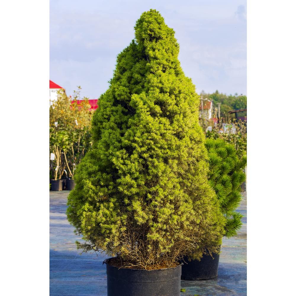 1 Gal. Dwarf Alberta Spruce Shrub Aromatic and Soft Evergreen Foliage, Almost no Maintenance Required - Hercitys