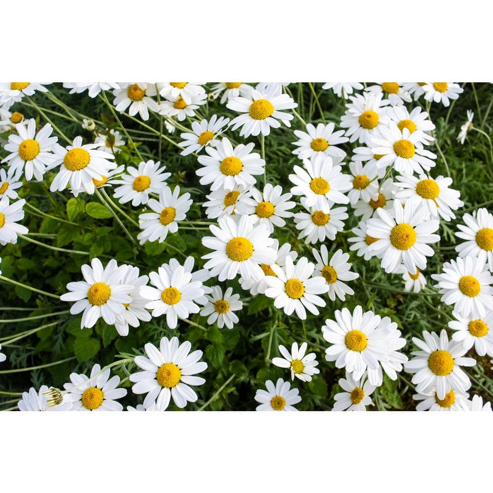 1 Gal. Snowcap Shasta Daisy Shrub With Massive White Flowers and Yellow Centers - Hercitys