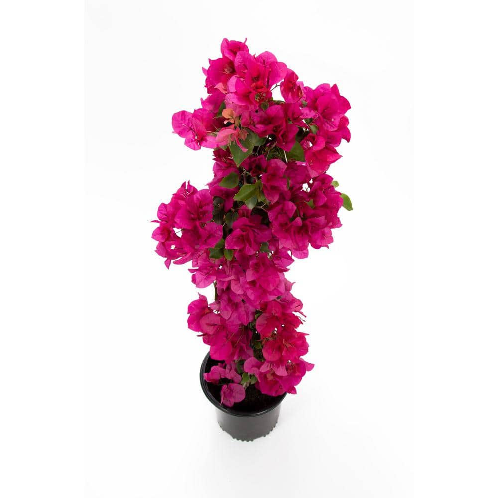 2.5 qt. Bougainvillea Barba Kasrt Shrub – Vine - Hercitys