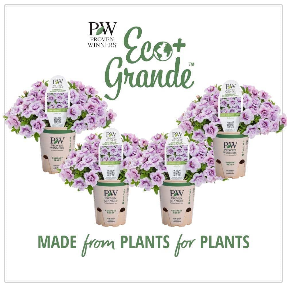 4.25 in. Eco+Grande, Superbells Double Twilight (Calibrachoa), Live Plant, Purple Flowers (4-Pack) - Hercitys