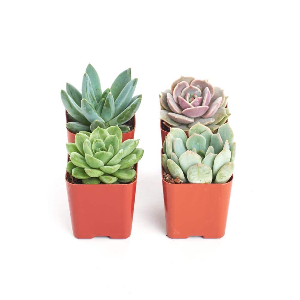 2 in. Rosette Succulent (Collection of 4) - Hercitys