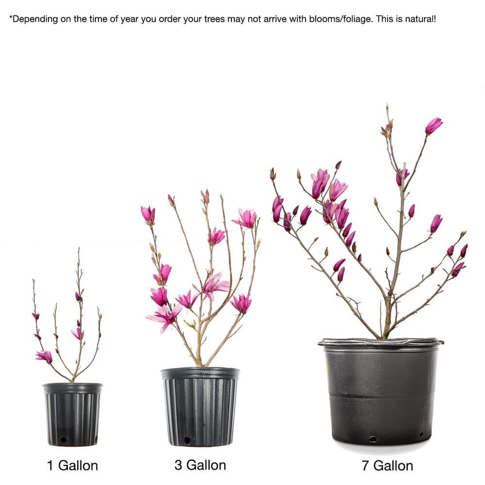 1 Gal. Ann Magnolia (2-Pack) - Hercitys