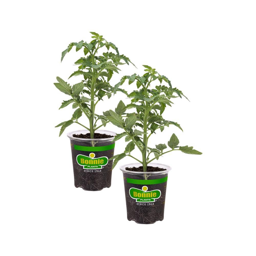 19 oz. Better Boy Tomato Plant (2-Pack) - Hercitys