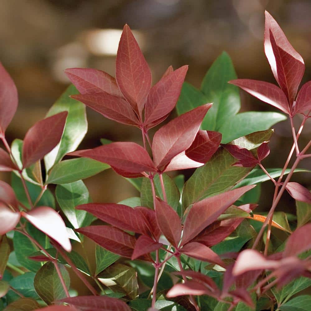 1.5 Gal. Obsession Nandina, Live Evergreen Shrub, Brilliant-Red New Foliage - Hercitys
