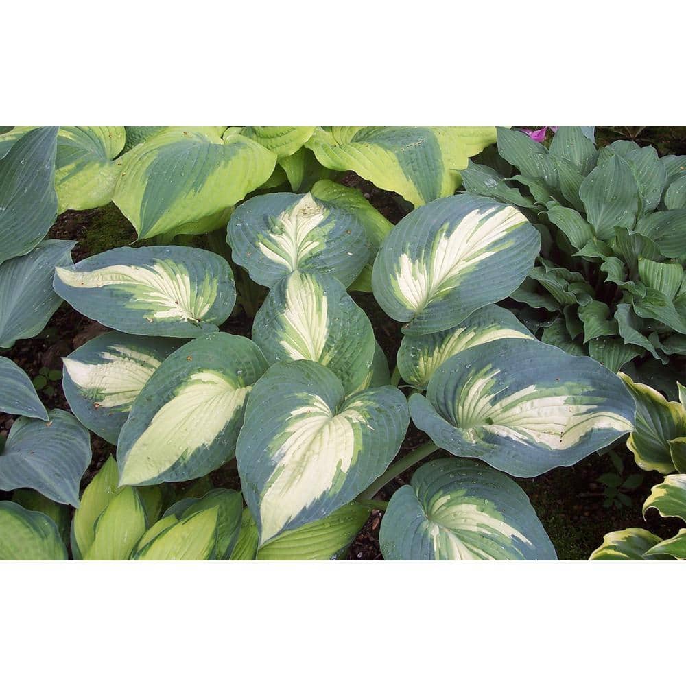 0.65 Gal. Shadowland Hudson Bay (Hosta) Live Plant, Variegated Foliage - Hercitys