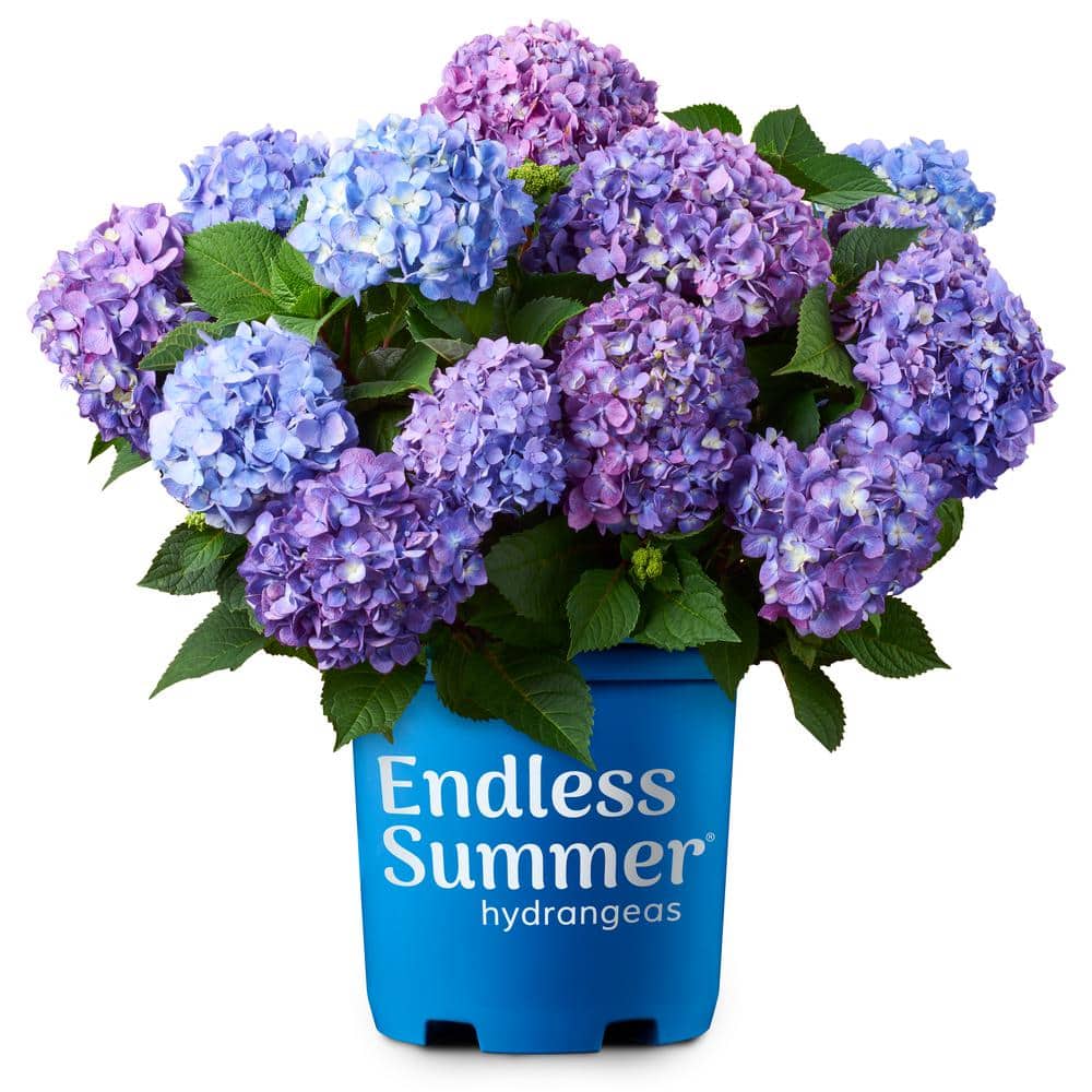 1 Gal. BloomStruck Reblooming Hydrangea Flowering Shrub, Blue or Purple Flowers - Hercitys