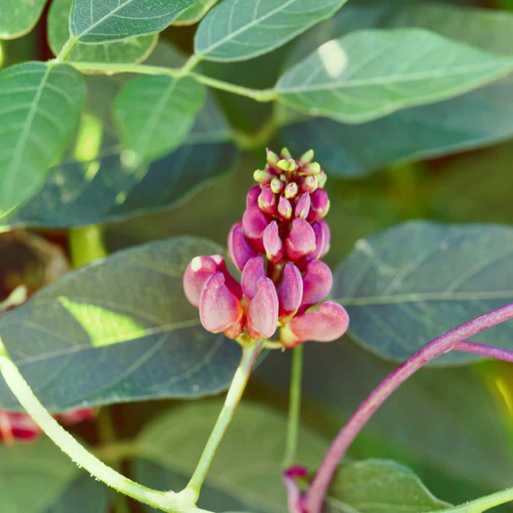 1 gal. Apios Americana Ground Nut Perennial Plant Ruddy Red Flowers - Hercitys