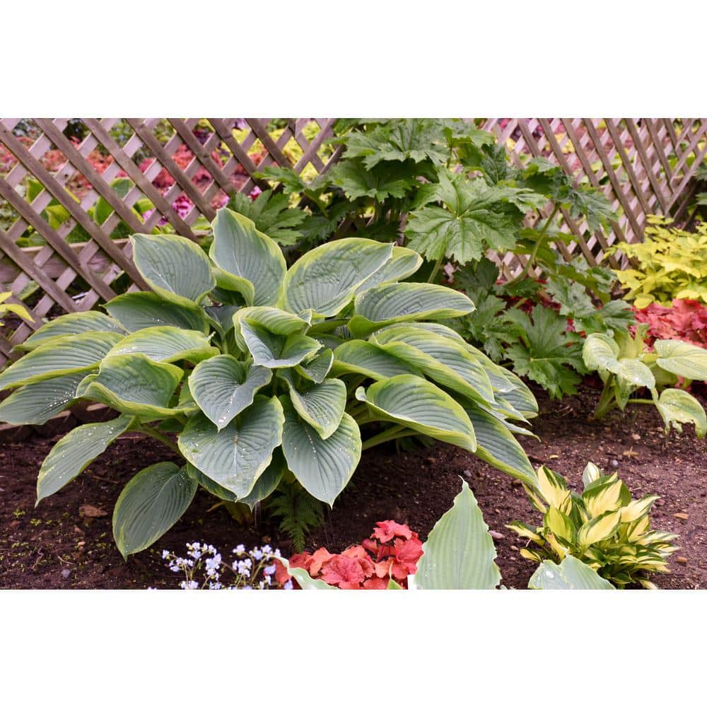 0.65 Gal. Shadowland Wu-La-La Hosta Live Plant, Blue-Green Foliage and Purple Flowers - Hercitys