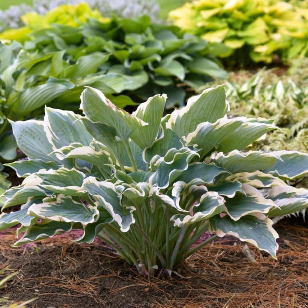 0.65 Gal. Shadowland Hope Springs Eternal Hosta (Hosta Hybrid) Live Perennial Plant with Blue and White Foliage - Hercitys