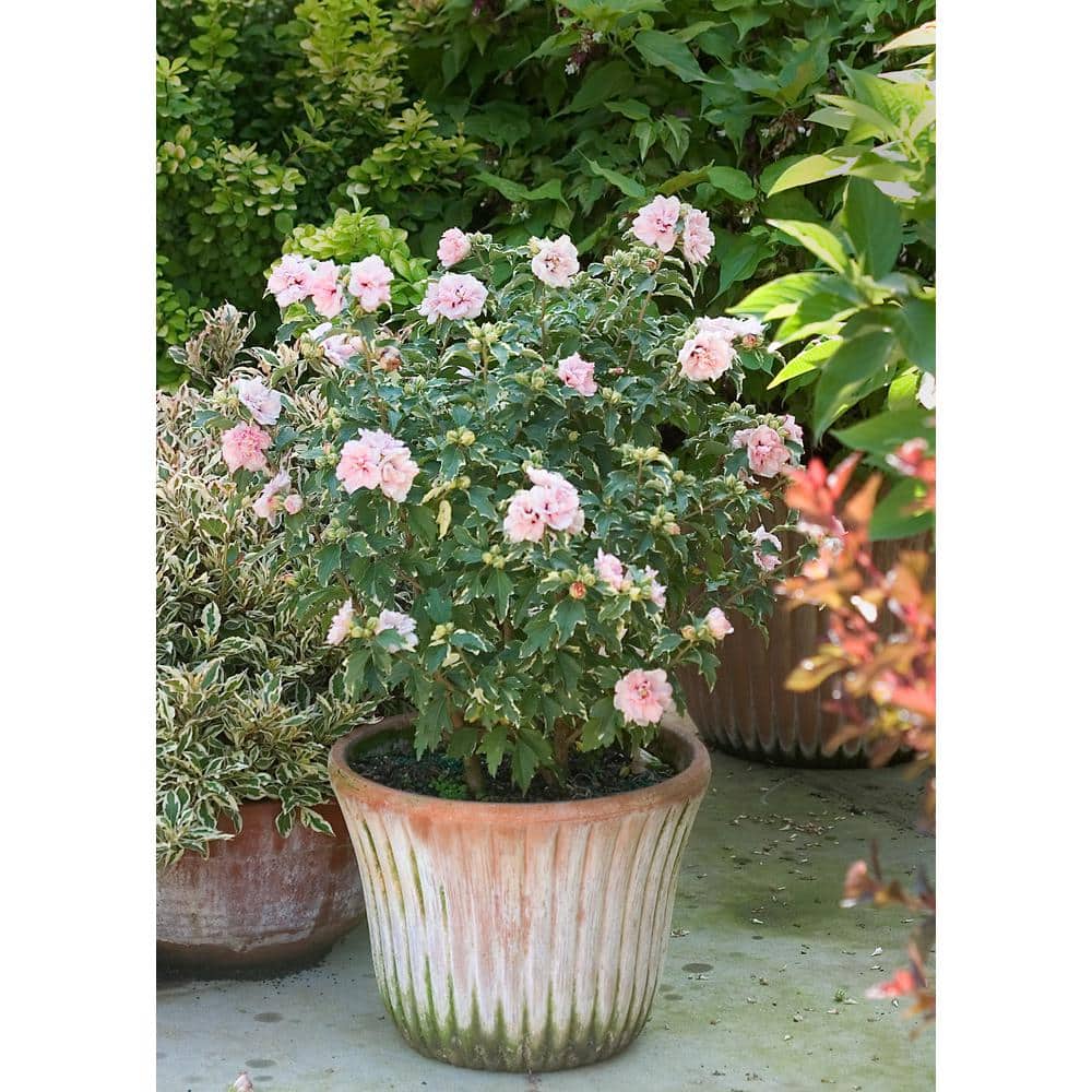4.5 in. qt. Sugar Tip Rose of Sharon (Hibiscus) Live Shrub, Light Pink Flowers and Variegated Foliage - Hercitys