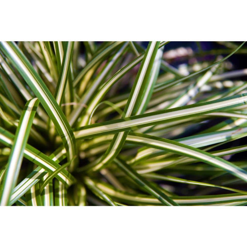 1 Gal. Ice Dance Japanese Sedge Grass – Colorful, Small, Easy Growing Variegated Evergreen Grass - Hercitys