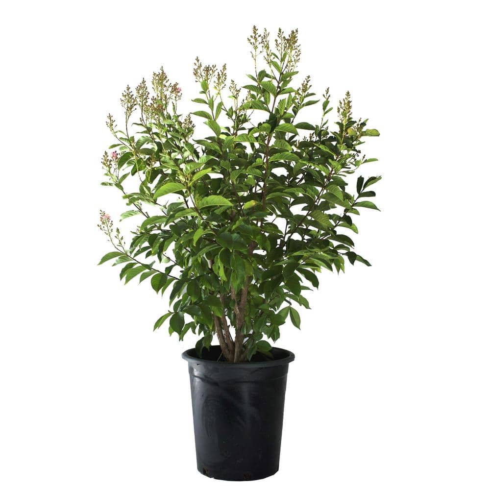 #5 container ‘Red Rocket’ Crape Myrtle Tree - Hercitys